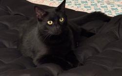 Lost Female Cat last seen Sunny Lane and Da Vall, Cathedral City, CA 92234