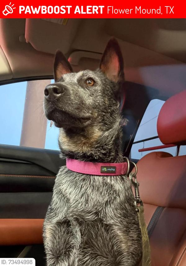 Lost Female Dog last seen waketon and Morriss, Flower Mound, TX 75028