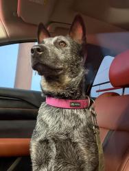 Lost Female Dog last seen waketon and Morriss, Flower Mound, TX 75028