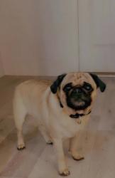 Reunited Male Dog last seen Ashbury Park off braselton highway, Auburn, GA 30019