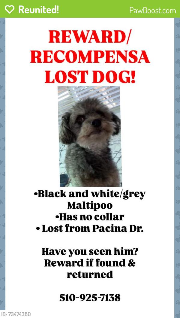 Reunited Male Dog last seen Near Pacina Dr, San Jose, CA 95116, USA, San Jose, CA 95116