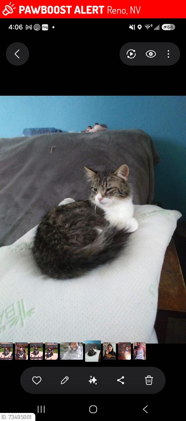 Lost Male Cat last seen Moran st, Reno, NV 89502