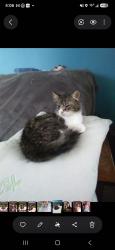 Lost Male Cat last seen Moran st, Reno, NV 89502