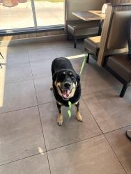 Found/Stray Female Dog last seen Lulu and N E 23rd, Fort Worth, TX 76106