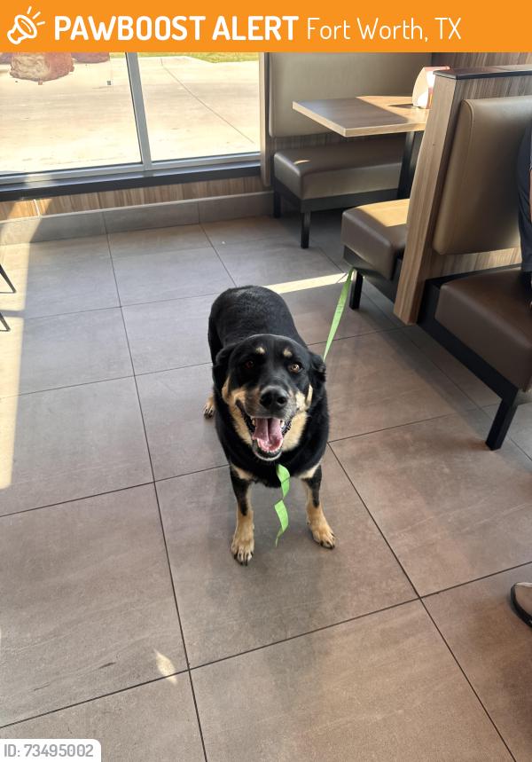 Found/Stray Female Dog last seen Lulu and N E 23rd, Fort Worth, TX 76106