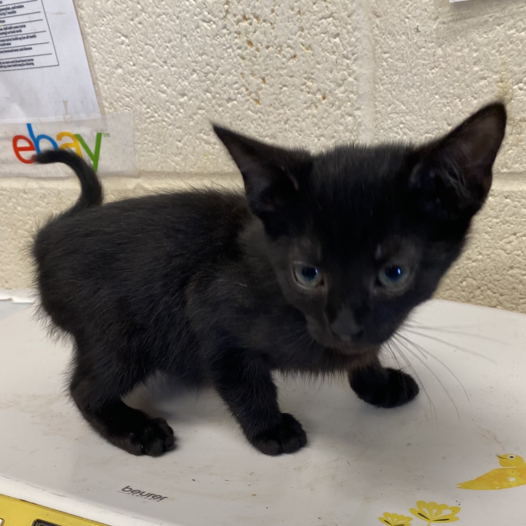 Shelter Stray Male Cat last seen , 2350 Appling City Cove, Memphis, TN 38133, USA