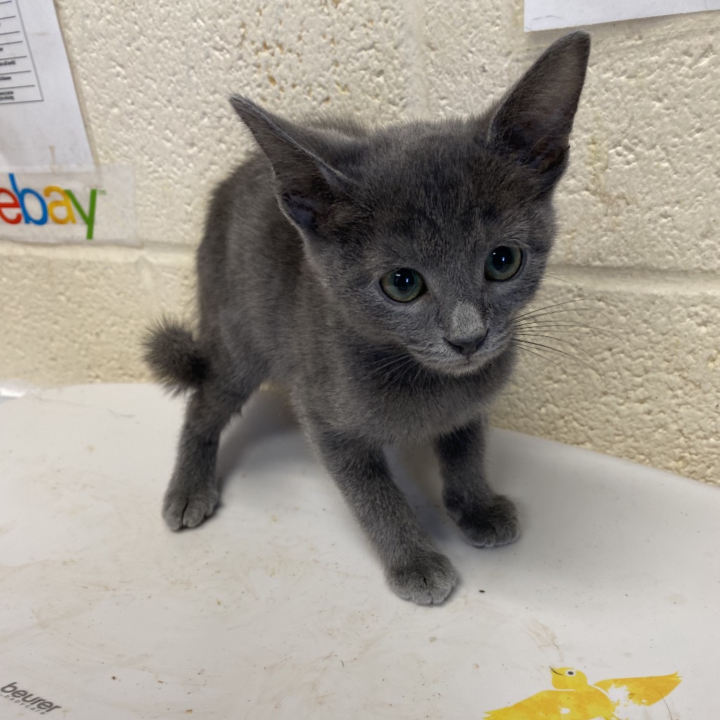 Shelter Stray Female Cat last seen , 2350 Appling City Cove, Memphis, TN 38133, USA