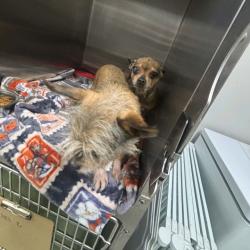 Shelter Stray Unknown Dog last seen , 1013 Garfield St, Oak Park, IL 60304, USA