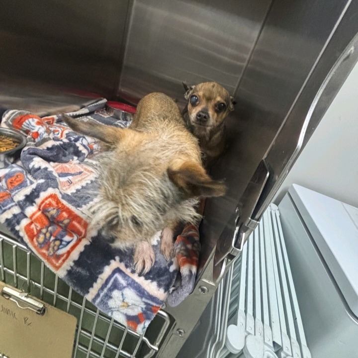 Shelter Stray Unknown Dog last seen , 1013 Garfield St, Oak Park, IL 60304, USA