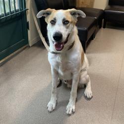 Shelter Stray Male Dog last seen , 361 S Raymond Ave, Pasadena, CA 91105, USA
