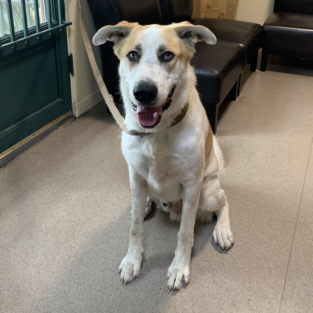 Shelter Stray Male Dog last seen , 361 S Raymond Ave, Pasadena, CA 91105, USA