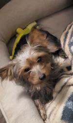 Reunited Male Dog last seen Cedar ridge, Tulsa, OK 74133