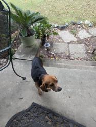 Reunited Male Dog last seen By Lakeview church, Union Ridge Rd, NC 27217
