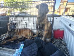 Found/Stray Male Dog last seen Vista manor nursing center, San Jose, CA 95116