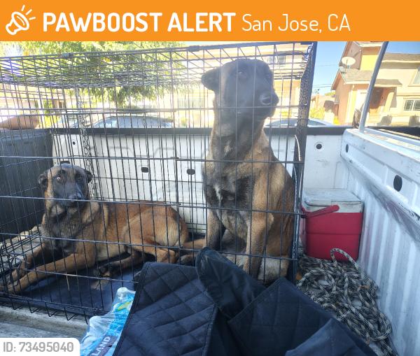 Found/Stray Male Dog last seen Vista manor nursing center, San Jose, CA 95116