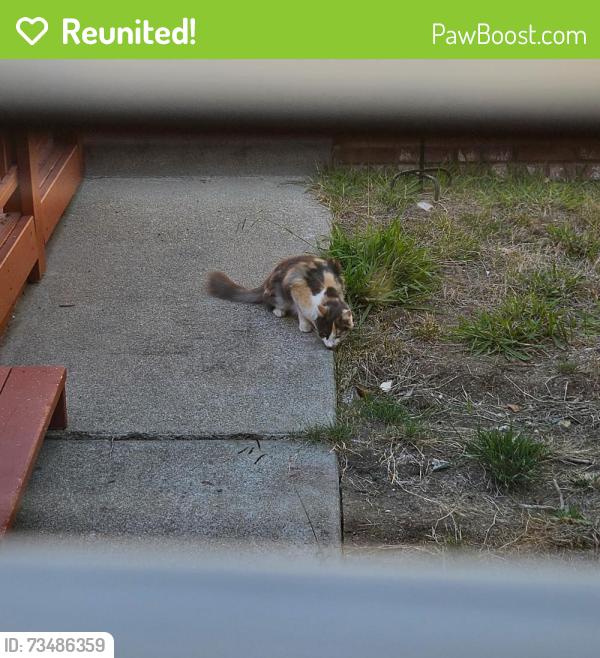 Reunited Female Cat last seen Farm Hill and Daisy Ct, Hayward, CA 94542