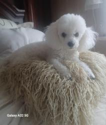 Reunited Female Dog last seen Wells Burnett and Hanger Cutoff, Fort Worth, TX 76135