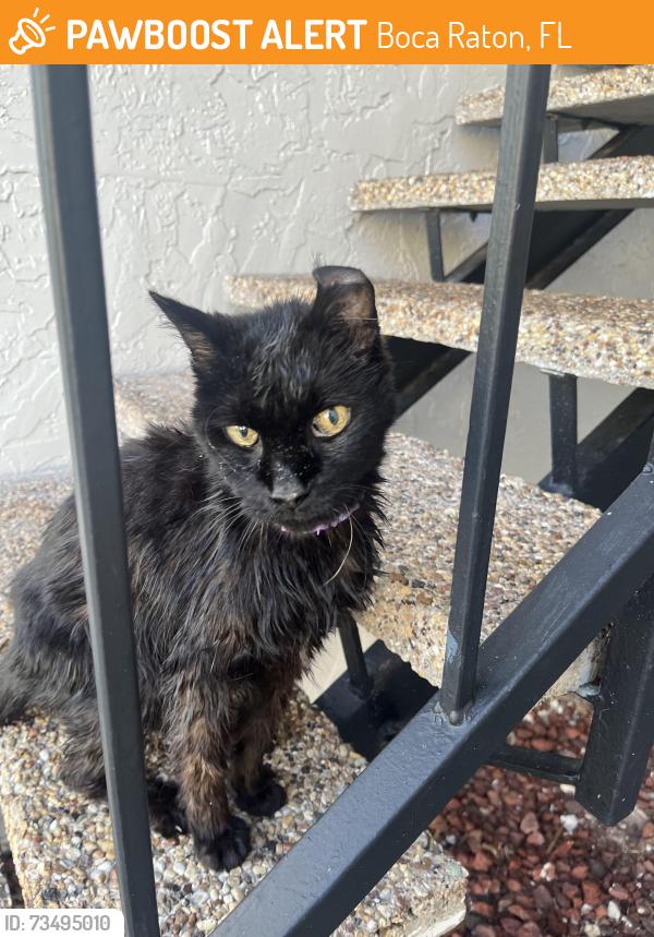 Found/Stray Unknown Cat last seen Camino Real & Military, Boca Raton, FL 33433