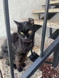 Found/Stray Unknown Cat last seen Camino Real & Military, Boca Raton, FL 33433