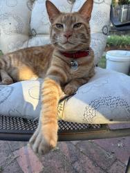 Reunited Male Cat last seen Fairvale Way, Orangevale, Orangevale, CA 95662