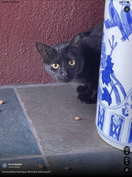 Found/Stray Unknown Cat last seen Safeway at Ocean Beach, San Francisco, CA 94121
