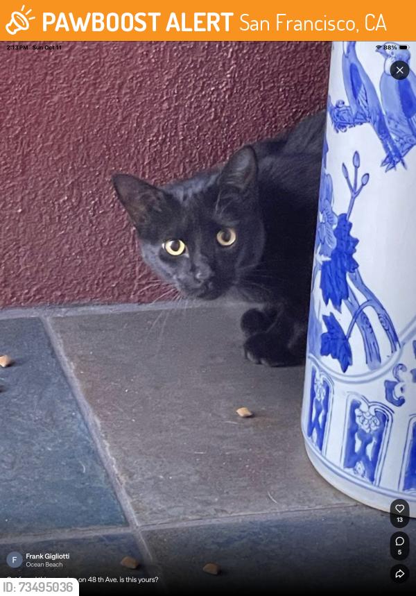 Found/Stray Unknown Cat last seen Safeway at Ocean Beach, San Francisco, CA 94121