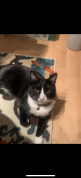 Lost Male Cat last seen Last spotted near spring hill Ave Norwalk ct, Norwalk, CT 06851