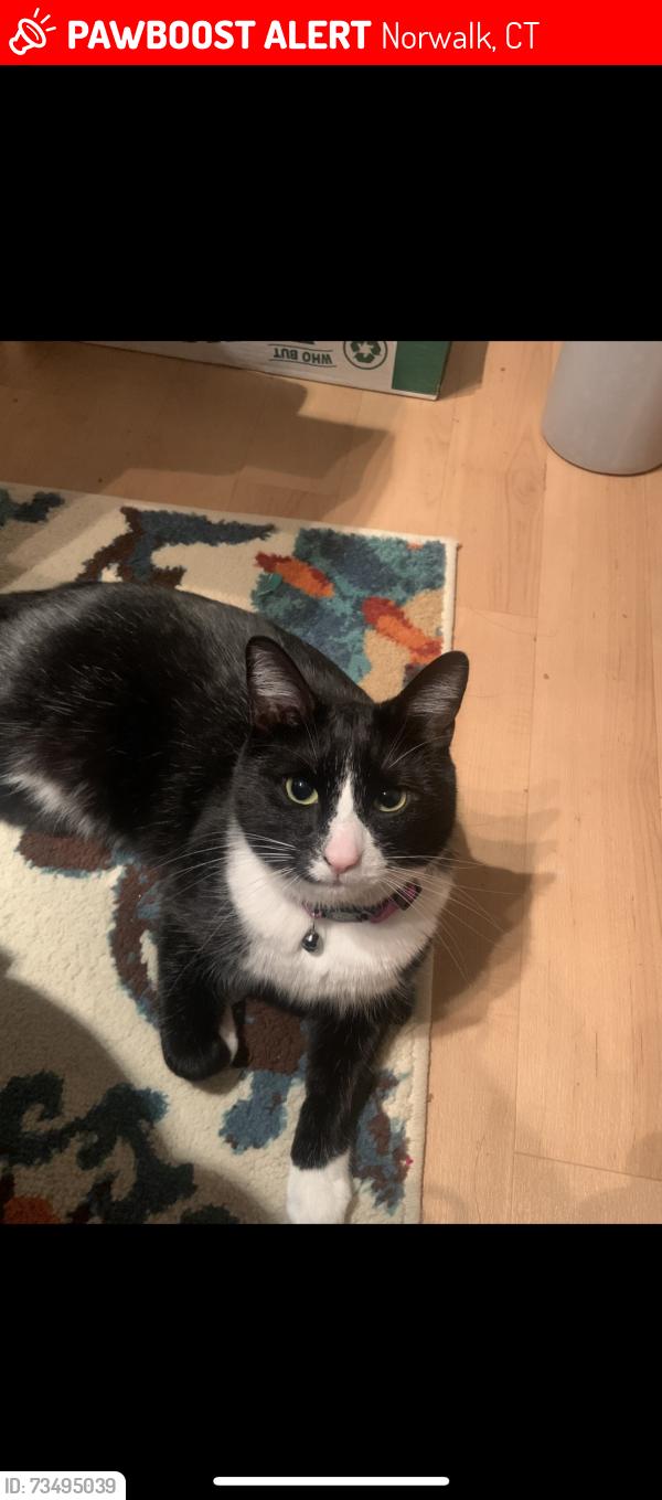 Lost Male Cat last seen Last spotted near spring hill Ave Norwalk ct, Norwalk, CT 06851