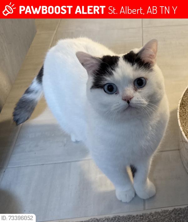 Lost Male Cat last seen Near Newport Crescent, St. Albert, AB T8N 6Y7
