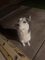 Reunited Male Dog last seen durango & gomer, Las Vegas, NV 89178