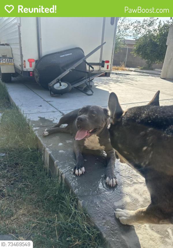 Reunited Female Dog last seen Sierra ave, Fontana, CA 92334
