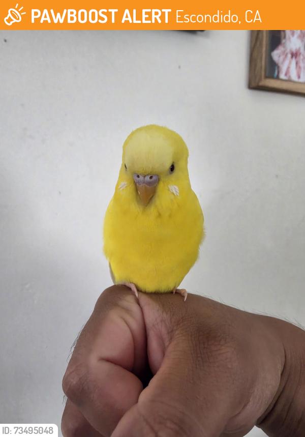 Found/Stray Unknown Bird last seen Felicita elementary, Escondido, CA 92025