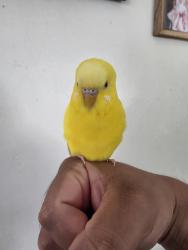 Found/Stray Unknown Bird last seen Felicita elementary, Escondido, CA 92025