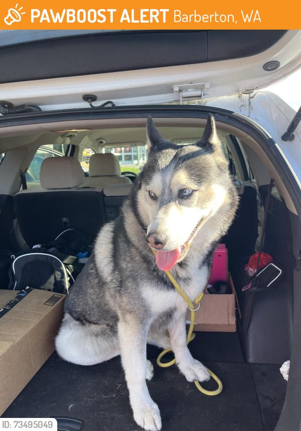 Found/Stray Male Dog last seen 50th Avenue and 114th Street, Barberton, WA 98686