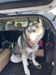 Found/Stray Male Dog last seen 50th Avenue and 114th Street, Barberton, WA 98686