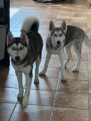 Found/Stray Female Dog last seen Aw grimes, Round Rock, TX 78664