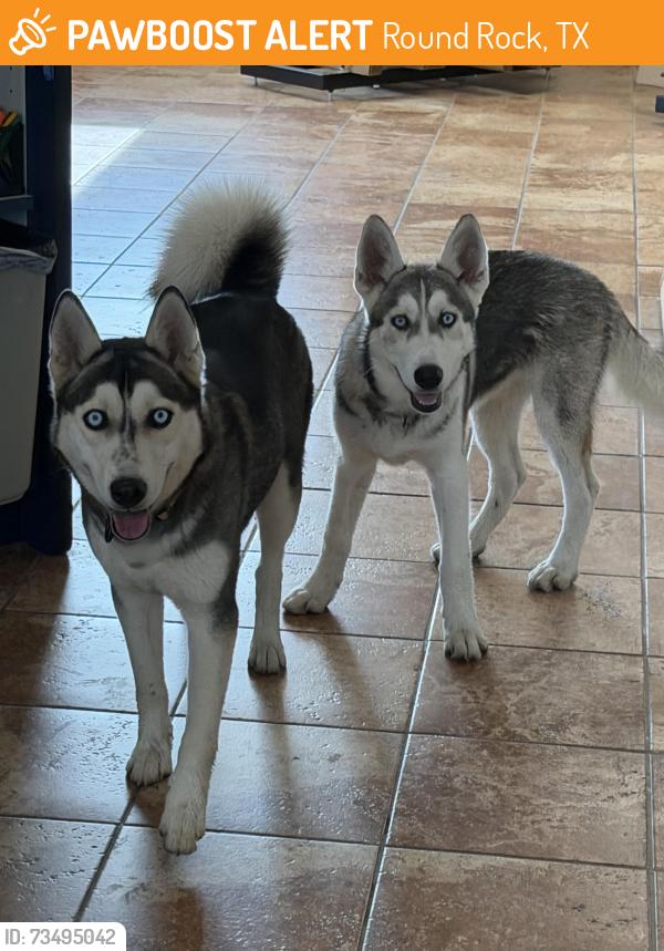 Found/Stray Female Dog last seen Aw grimes, Round Rock, TX 78664