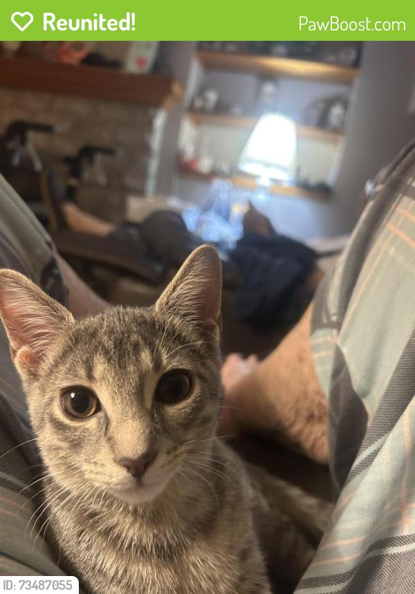 Reunited Female Cat last seen O’Day-Harrison and North Market Street, Mount Sterling, OH 43143