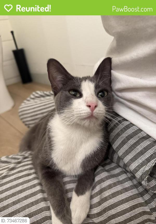 Reunited Unknown Cat last seen Apache and Monaco, Anaheim, CA 92808