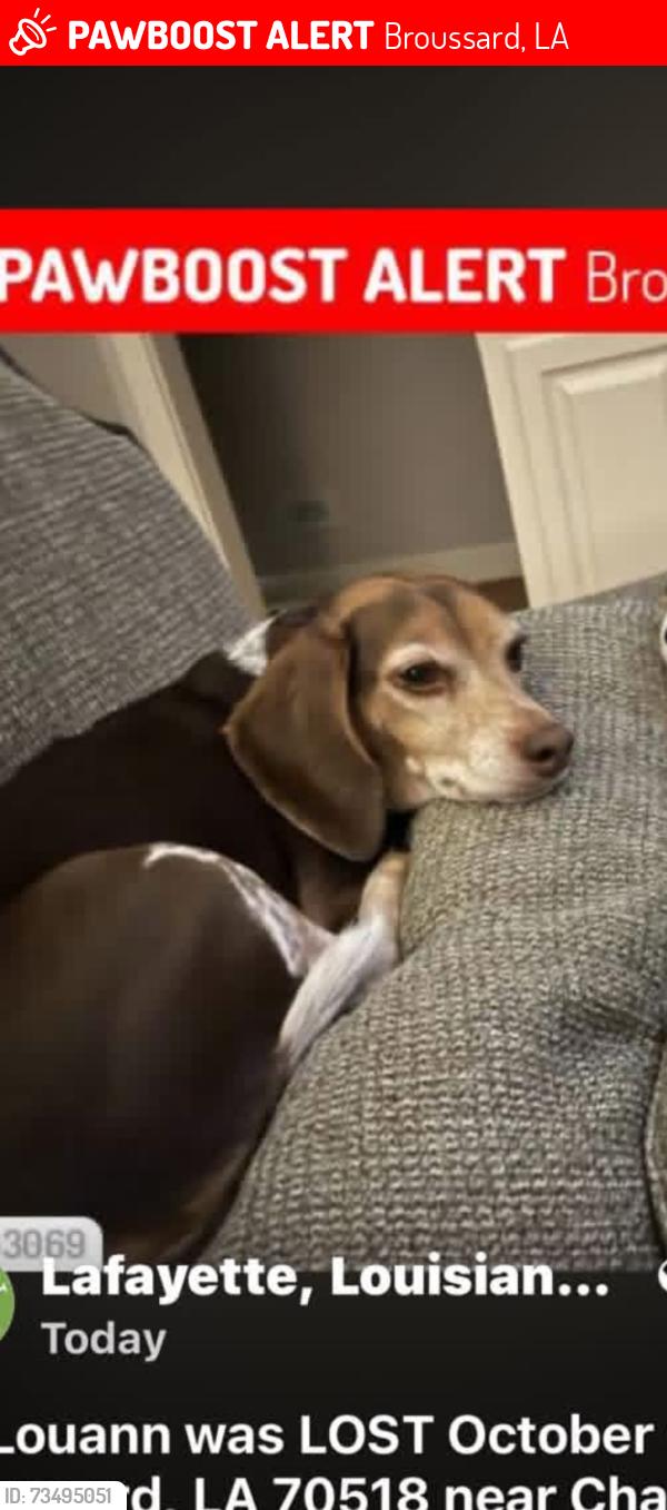 Lost Male Dog last seen Edge water, Broussard, LA 70518