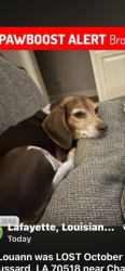 Lost Male Dog last seen Edge water, Broussard, LA 70518