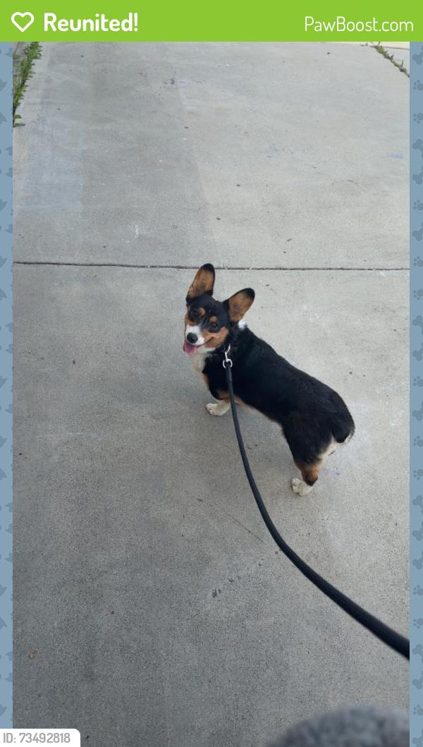 Reunited Male Dog last seen windy ridge way, Menifee, CA 92584
