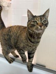 Lost Female Cat last seen Locust grove lake hazel, Meridian, ID 83642