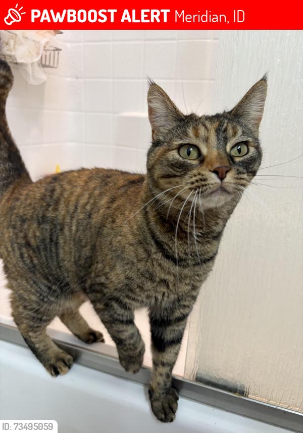 Lost Female Cat last seen Locust grove lake hazel, Meridian, ID 83642
