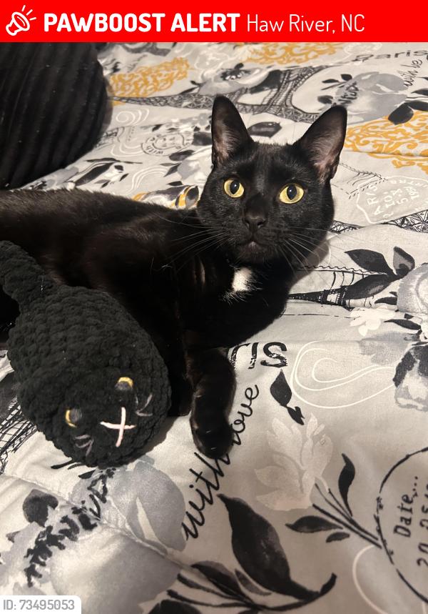 Lost Male Cat last seen Riley’s Meadow and surrounding area, Haw River, NC 27258