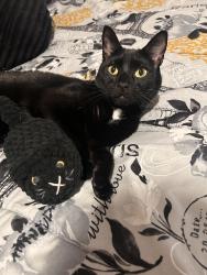 Lost Male Cat last seen Riley’s Meadow and surrounding area, Haw River, NC 27258