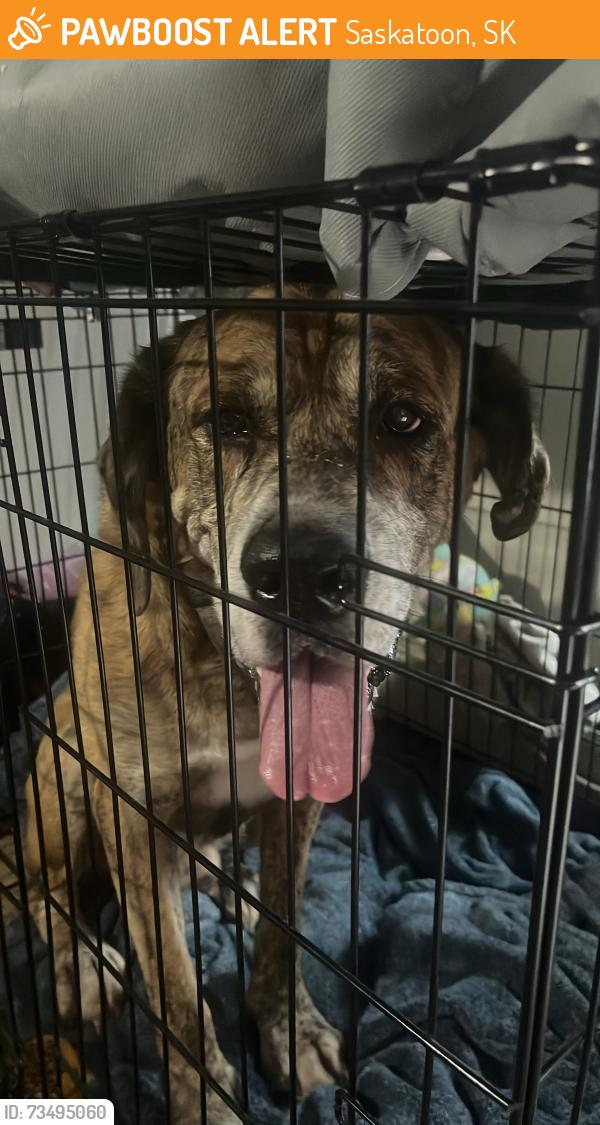 Found/Stray Male Dog last seen Appleby dr saskatoon, Saskatoon, SK 