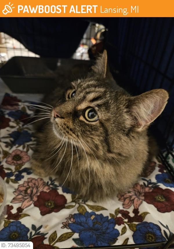 Found/Stray Female Cat last seen Washington and Mount Hope, Lansing, MI 48910