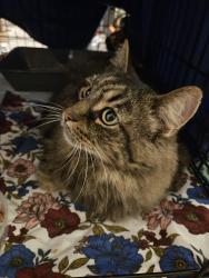 Found/Stray Female Cat last seen Washington and Mount Hope, Lansing, MI 48910