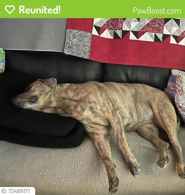 Reunited Female Dog last seen Clark &Aberdean, Grand Prairie, TX 75052